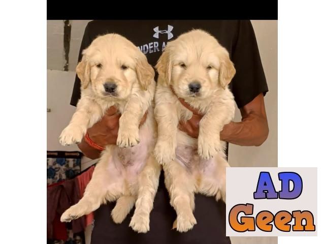 used Dark Rich Color Golden Retriever Puppies For Sale In Delhi for sale 